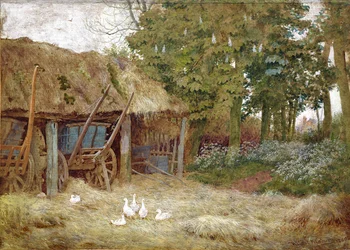 Ducks